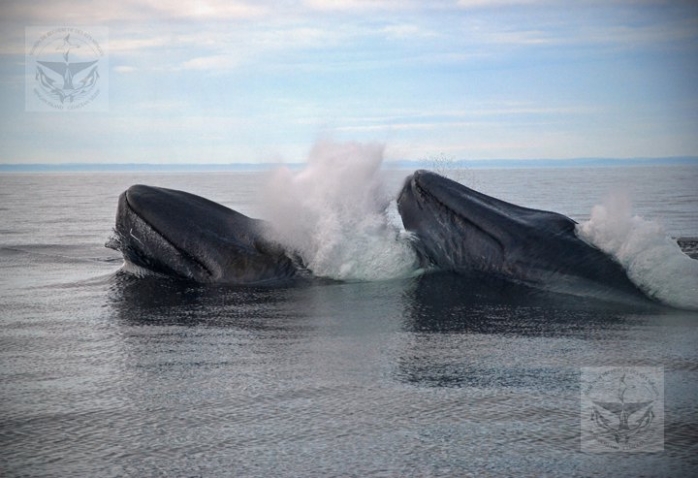 baleine-blue